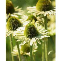 Echinacea purpurea Green Jewel