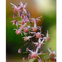 Epimedium Pink Elf