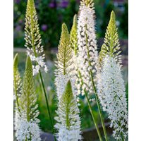Stately Foxtail Lilies Collection