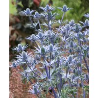 Intriguing Eryngium Collection