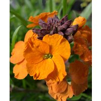 Erysimum 'Apricot Twist'