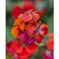 Erysimum Bright Collection
