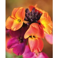 Spring Radiance Erysimum Collection