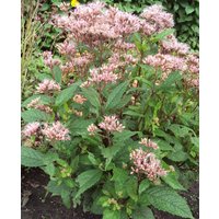 Eupatorium Mask