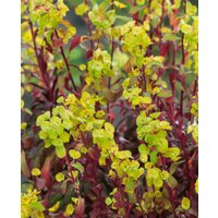 Euphorbia amygdaloides Ruby Glow