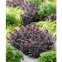 Euphorbia amygdaloides 'Miners Merlot'