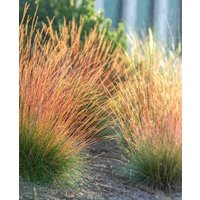 Festuca glauca 'Sunrise'