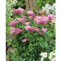 Filipendula Kahome