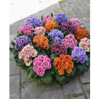 Primula acaulis 'Flamenco Mix'