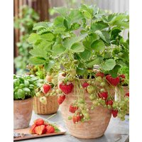 Fragaria 'Toscana'