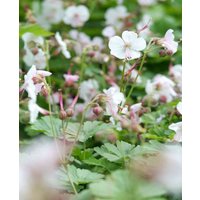 Fragrant Stars Hardy Geranium Collection