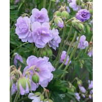 Geranium pratense Cloud Nine
