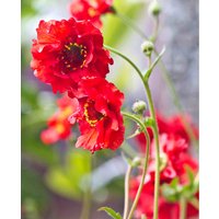 Geum Timeless Charms Collection