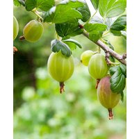 Ribes Summer Fruits Duo