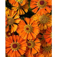 Autumn Blaze Helenium Collection
