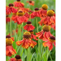 Helenium Haven Collection
