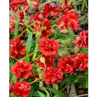 Helianthemum Amabile Plenum