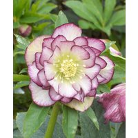 Heroic Helleborus Double Ellen Collection