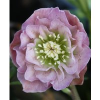 Decadent Helleborus Double Ellen Collection