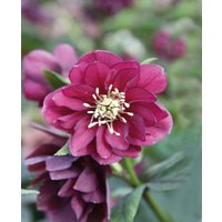 Richly Hued Helleborus Collection