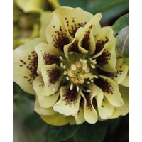 Helleborus x hybridus 'Double Ellen Yellow Spotted'