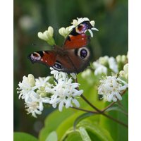 Heptacodium miconioides Tianshan