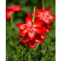Glowing Hesperantha coccinea Collection