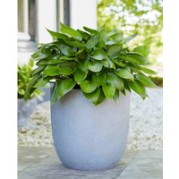 Hosta Devon Green