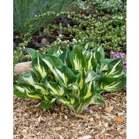 Slug Resistant Hosta Collection