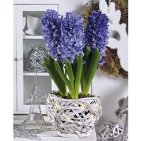 White Illuminated Basket Hyacinth Blue Pearl