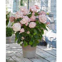 Hydrangea arborescens Candybelle Duo
