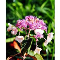 Hydrangea 'Hot Chocolate'