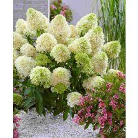 Hydrangea paniculata Skyfall