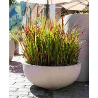 Imperata cylindrica 'Red Baron'