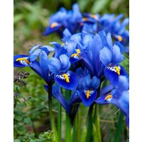 Iris reticulata 'Harmony'