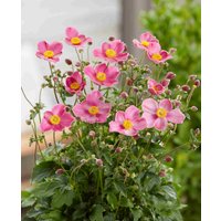 Anemone hupehensis 'Fantasy Jasmine'