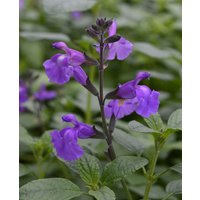 Salvia x jamensis 'Javier'