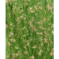 Juncus effusus