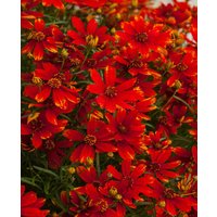 Coreopsis verticillata 'Ladybird'
