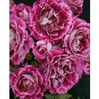 Sweet Scented Border Roses Collection