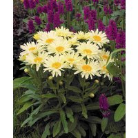 Sunny Leucanthemum x superbum Collection