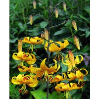 Lilium 'Leichtlinii'
