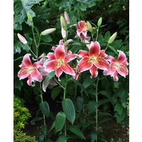 Lilium 'Stargazer'