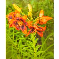 Purr-fect Pollen Free Lily Collection