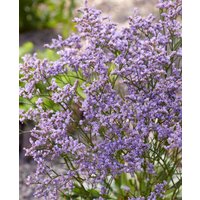 Limonium Dazzle Rocks