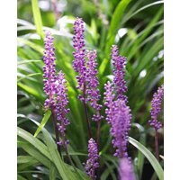 Liriope muscari 'Ingwersen'