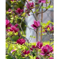 Magnolia Springtime Sonata Collection