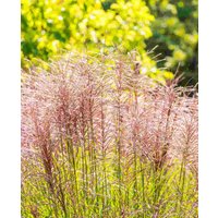 Miscanthus 'Flamingo'