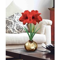 Monumental Amaryllis