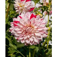 Dahlia 'Nagano'